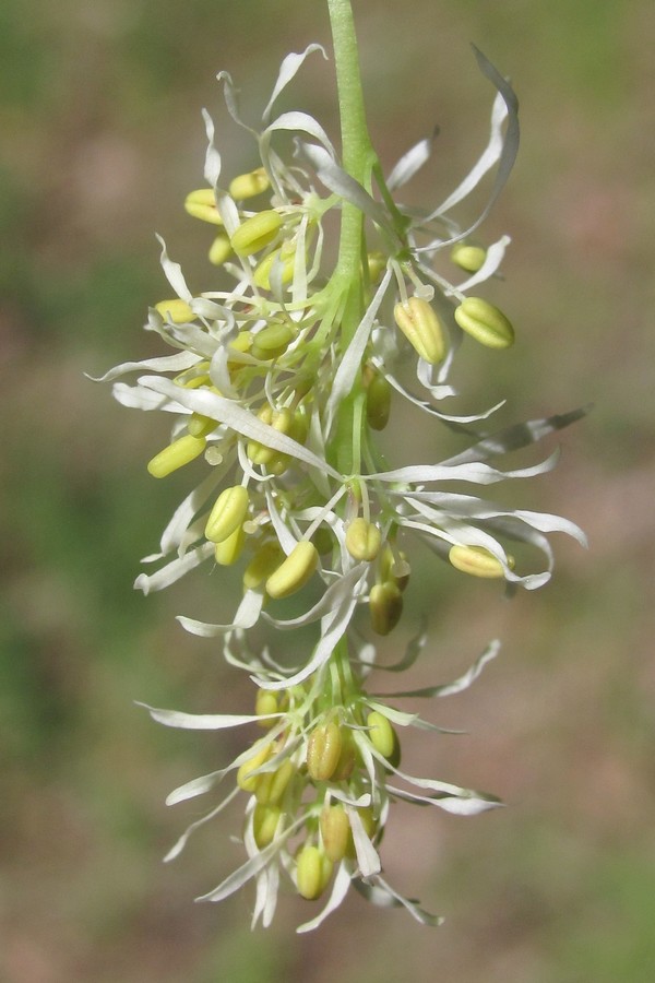 Image of Fraxinus ornus specimen.