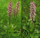Orchis &times; hybrida
