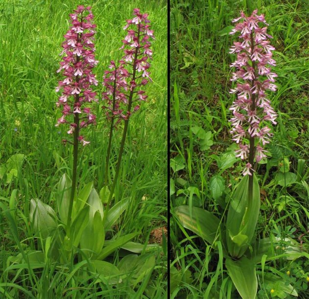 Изображение особи Orchis &times; hybrida.