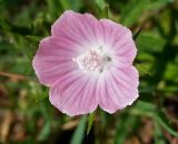 Malva setigera