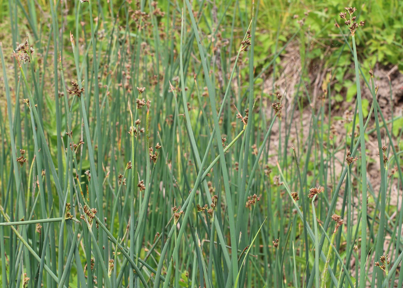Image of Schoenoplectus tabernaemontani specimen.