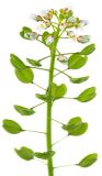Image of taxon representative. Author is Антон Козырев