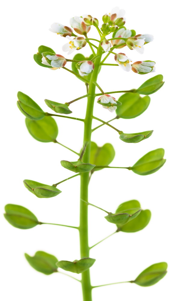Image of Microthlaspi perfoliatum specimen.
