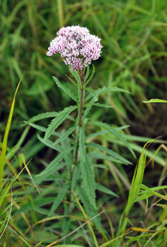 Image of Eupatorium lindleyanum specimen.