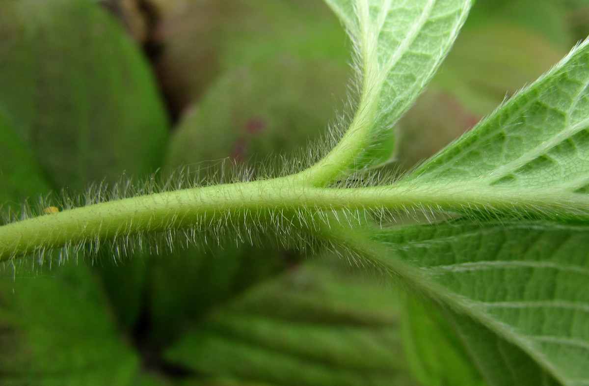 Image of Fragaria &times; ananassa specimen.