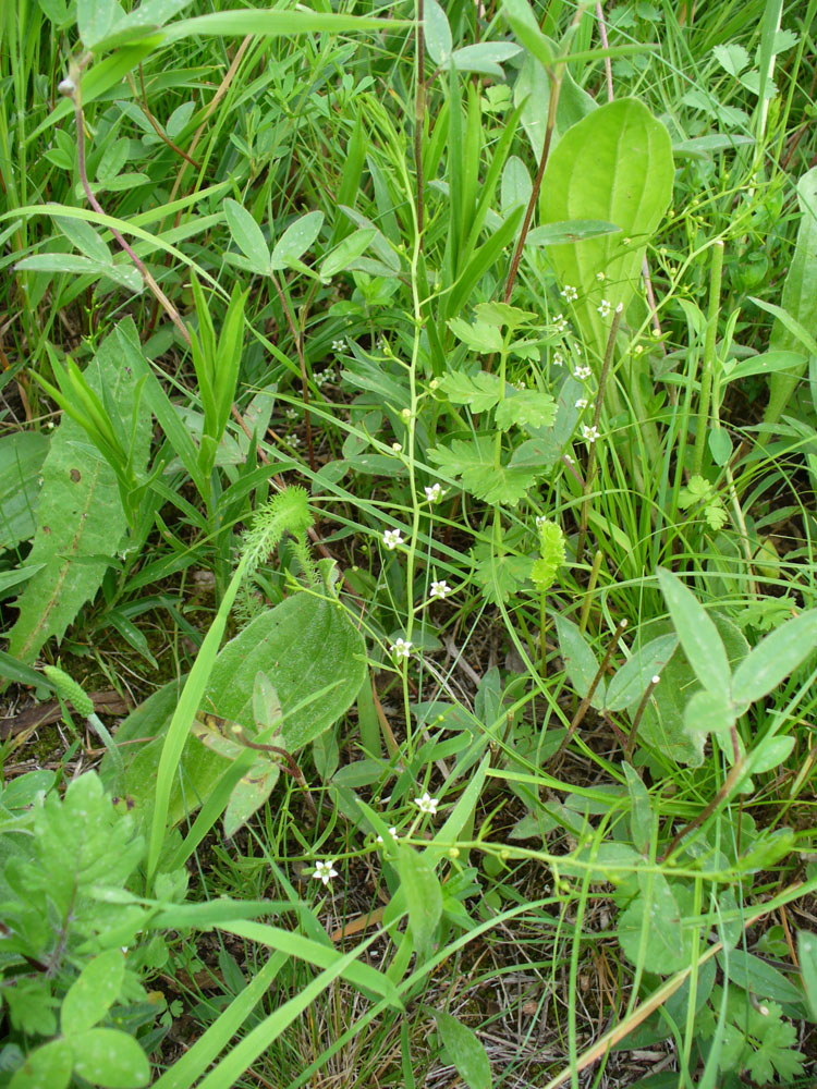 Image of genus Thesium specimen.