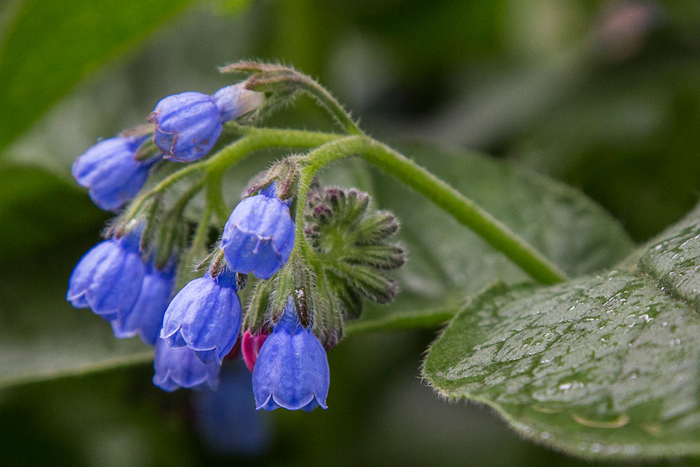 Изображение особи Symphytum caucasicum.