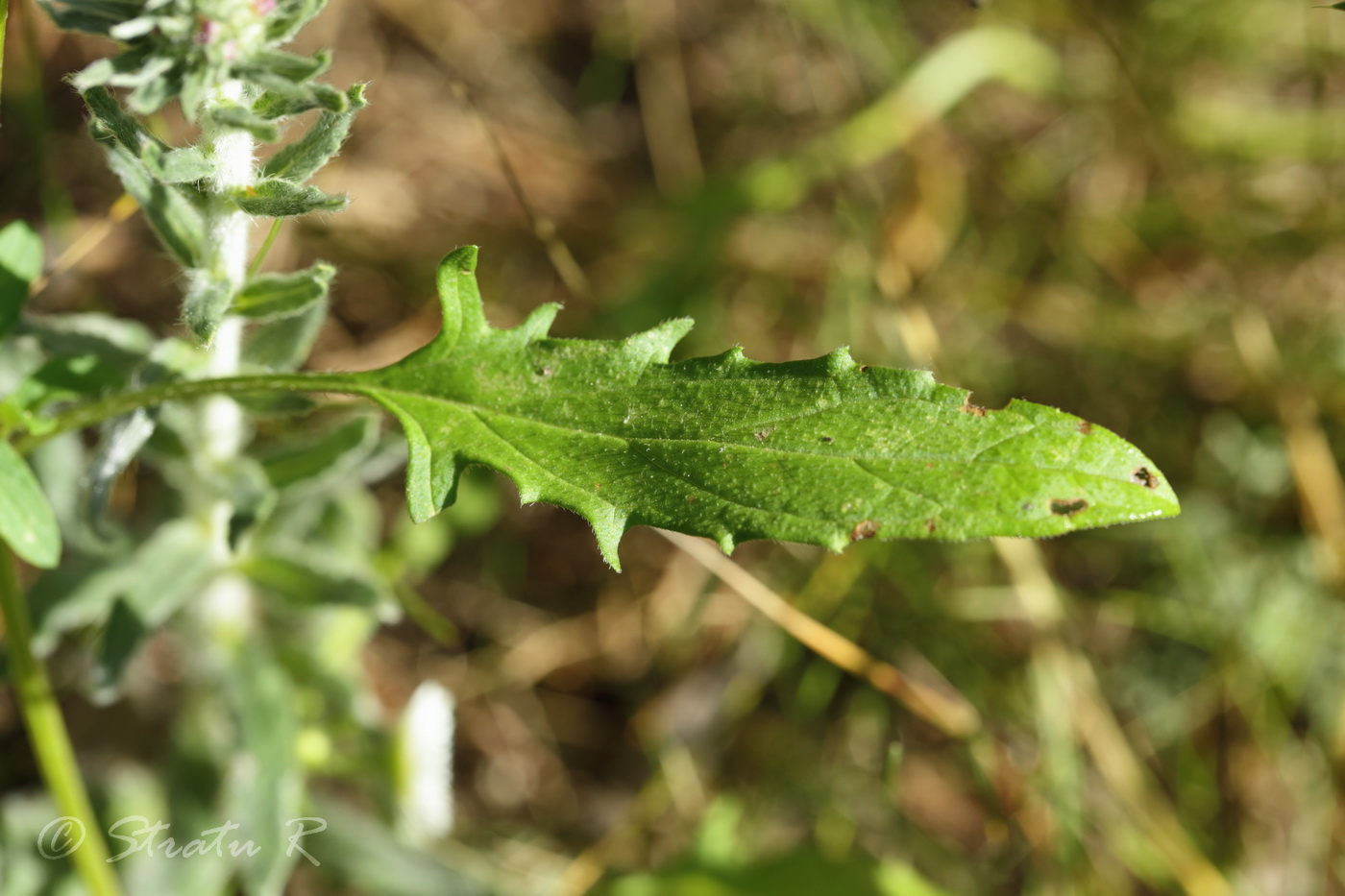Image of Prunella &times; intermedia specimen.