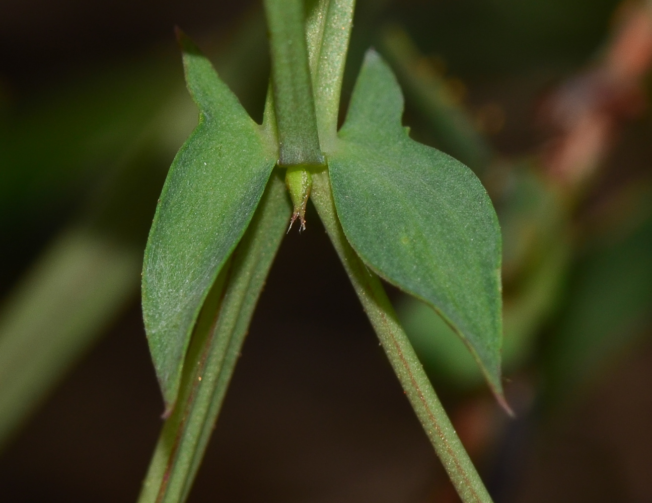 Изображение особи Lathyrus marmoratus.