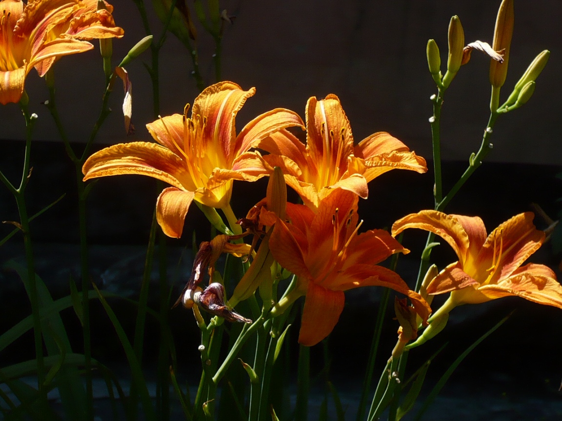 Image of Hemerocallis fulva specimen.