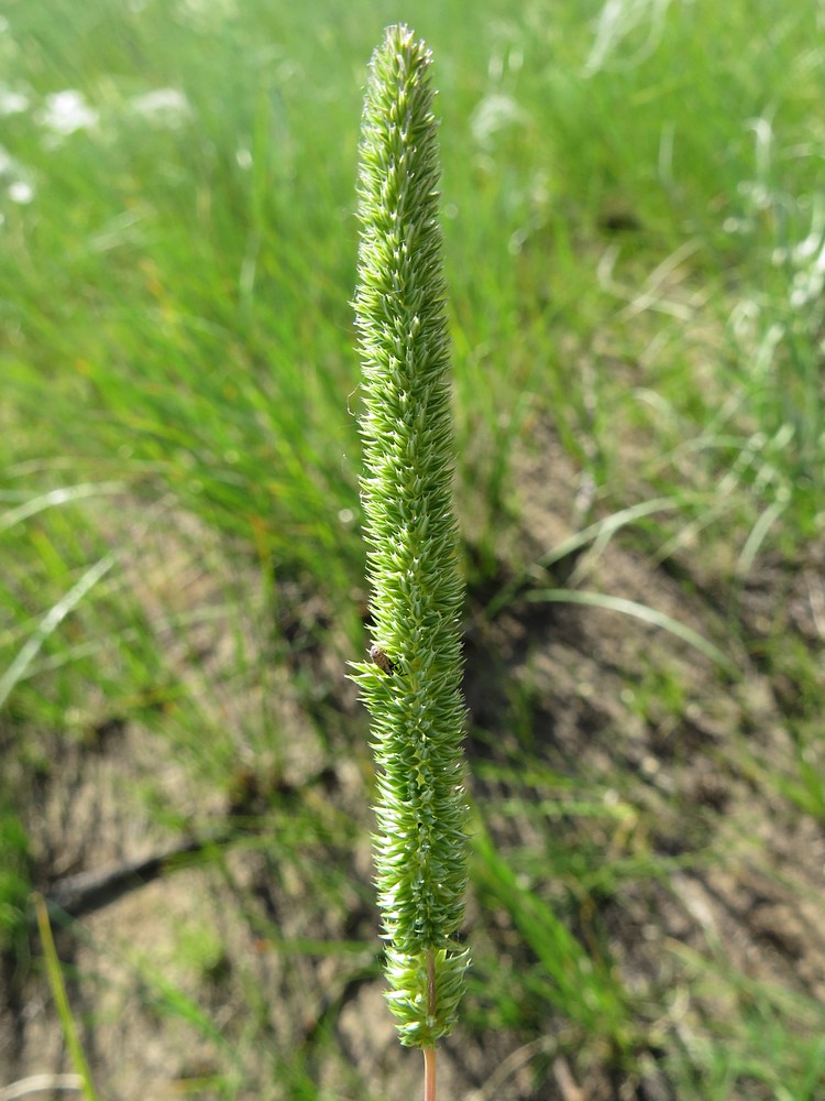 Image of Phleum phleoides specimen.