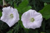 Calystegia spectabilis