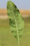 Image of taxon representative. Author is Анатолий Кузьмин