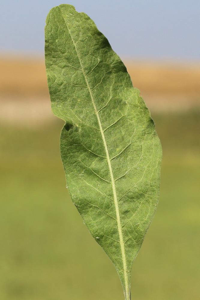 Image of genus Limonium specimen.