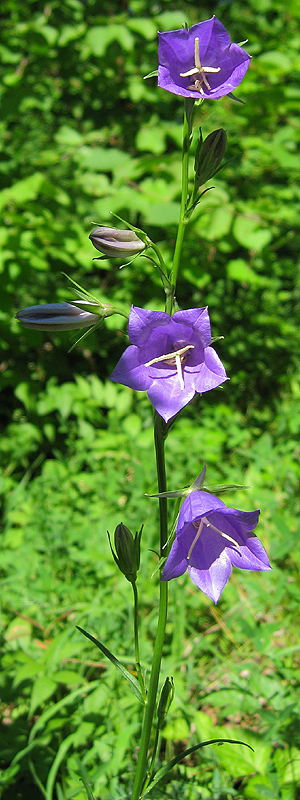 Изображение особи Campanula persicifolia.