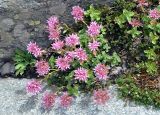 Sedum spurium