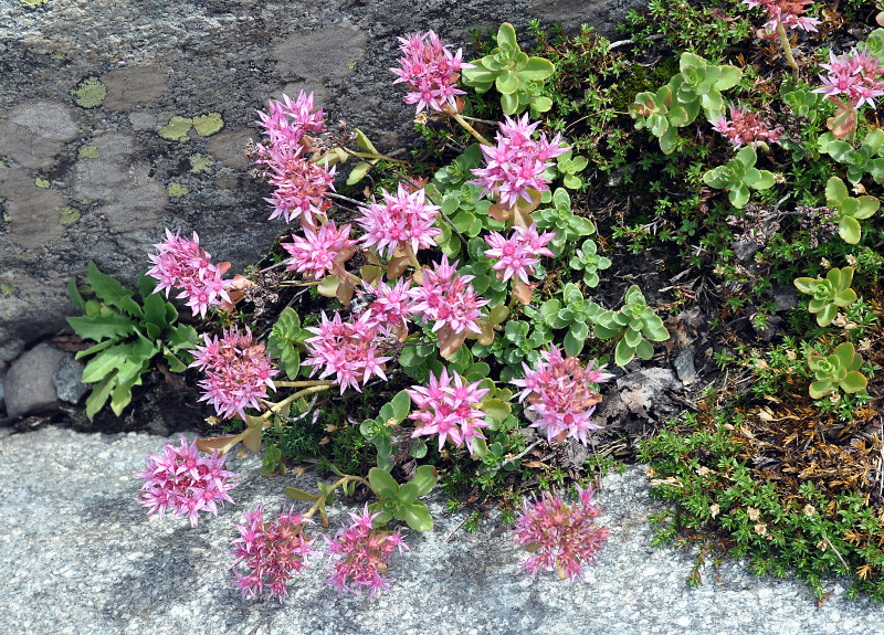 Image of Sedum spurium specimen.