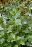 Epilobium alsinifolium. Верхушки цветущих и плодоносящих растений. Архангельская обл., Беломорско-Кулойское плато, Мудьюгские озёра, в ключе на краю Долгого озера. 03.08.2014.