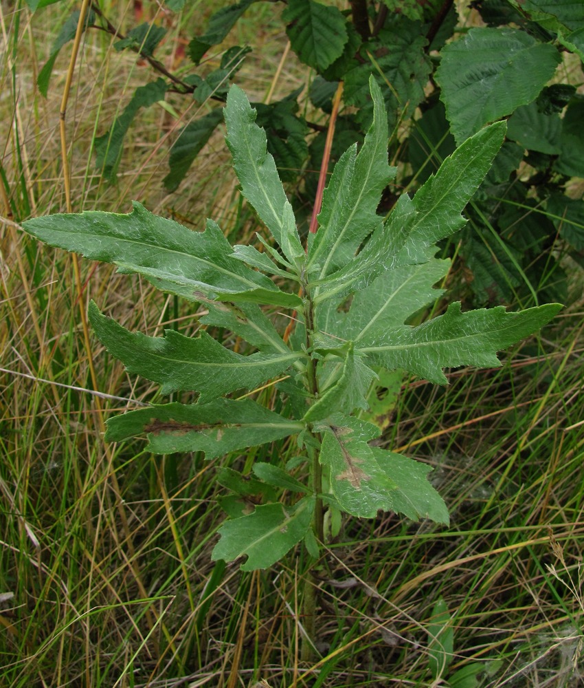 Image of Cirsium setosum specimen.