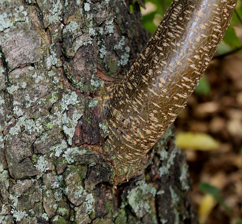 Изображение особи Ostrya carpinifolia.