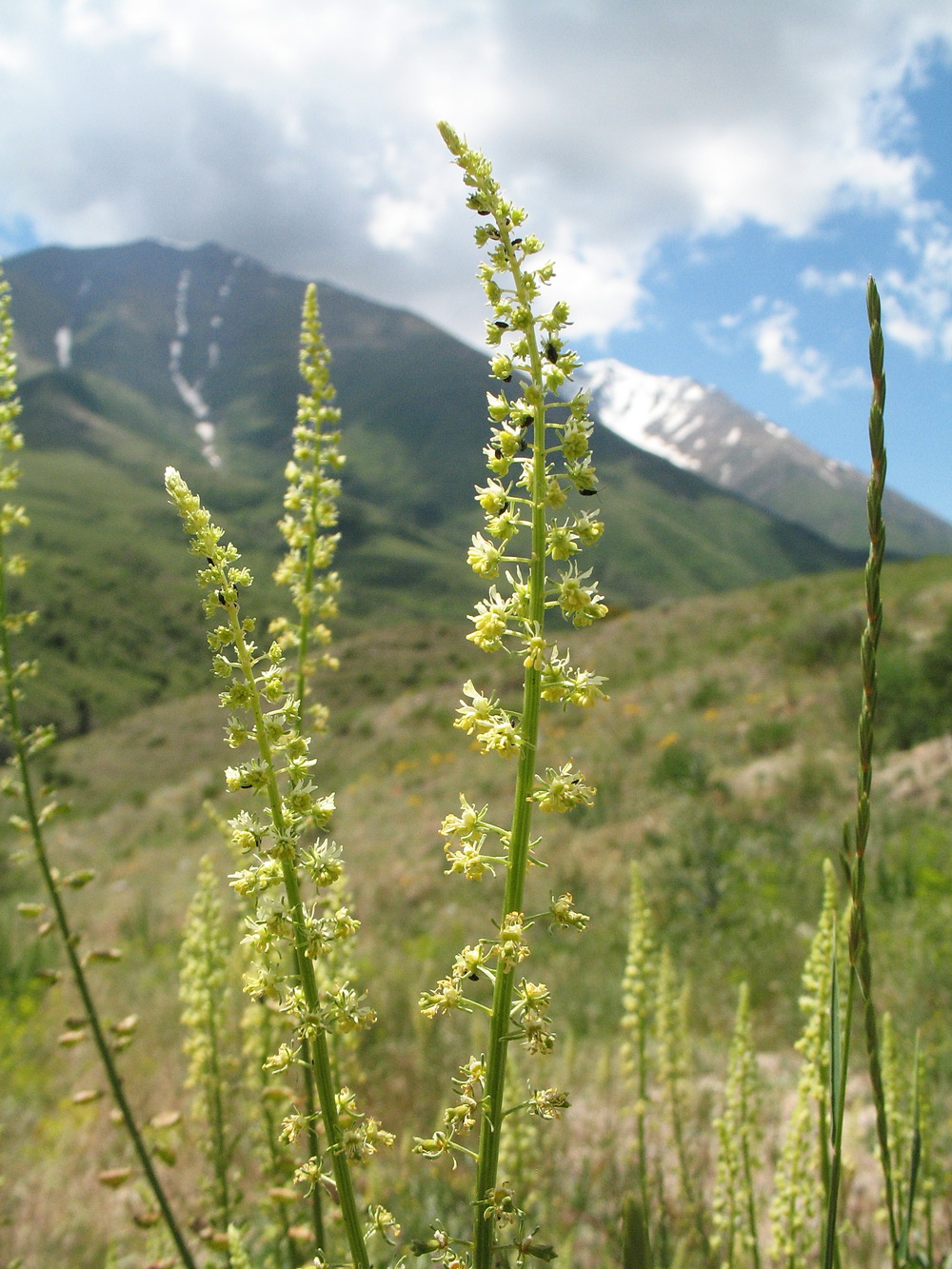 Image of Reseda lutea specimen.