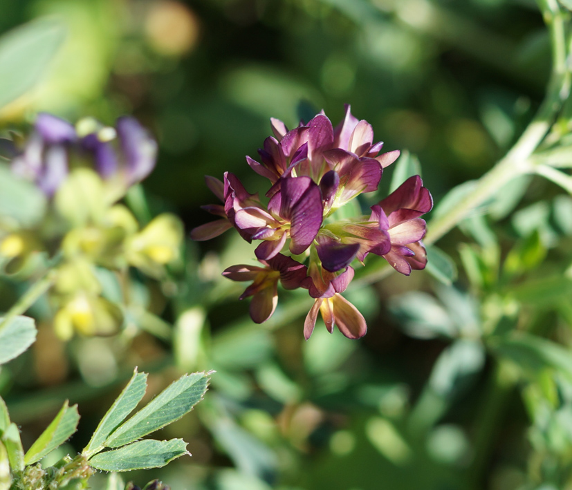 Image of Medicago × varia specimen.