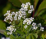 Lobularia maritima