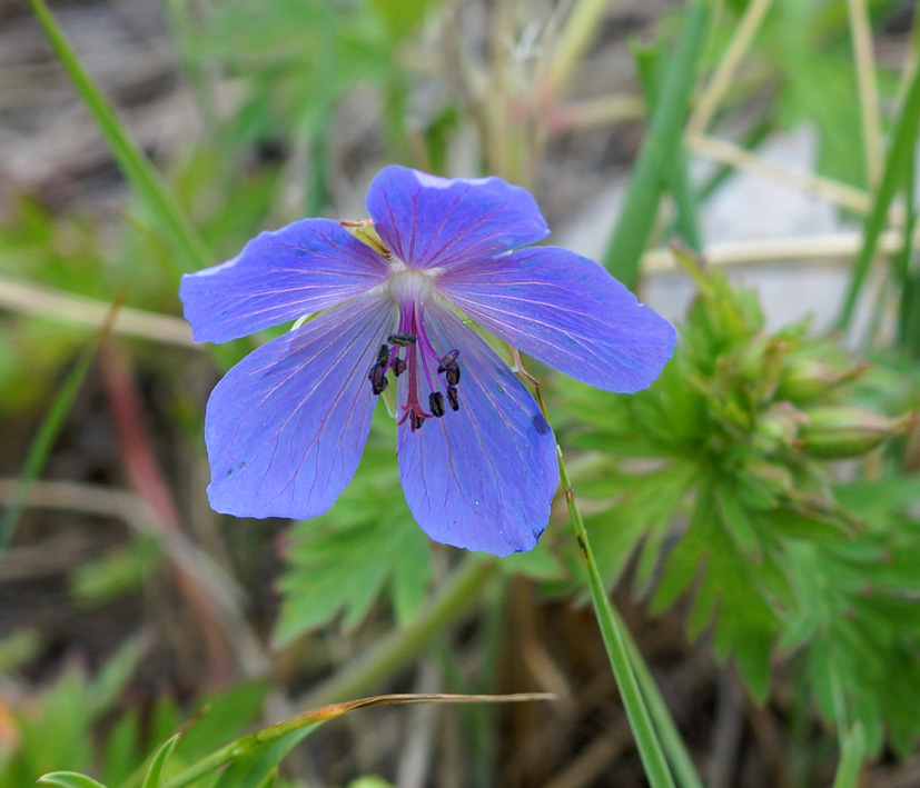 Image of Geranium pratense specimen.