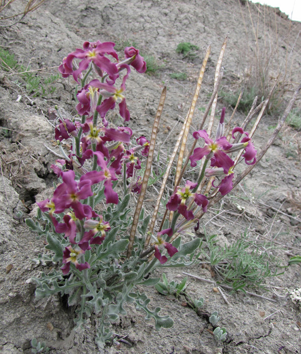 Image of Matthiola odoratissima specimen.