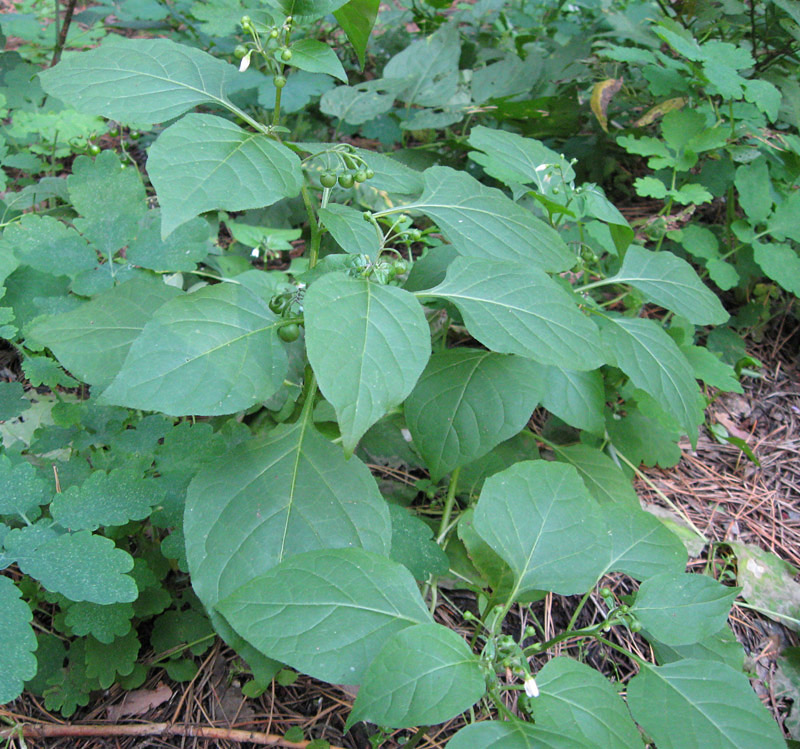 Изображение особи Solanum nigrum.