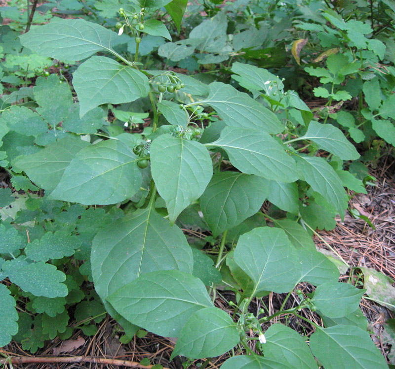Image of Solanum nigrum specimen.