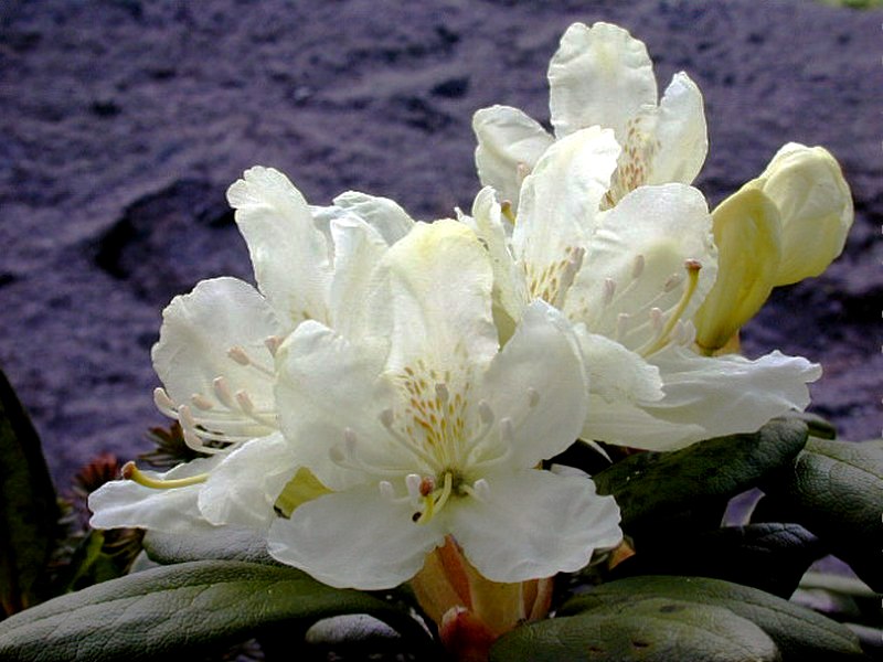 Image of Rhododendron aureum specimen.