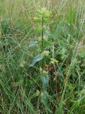 Rhinanthus groenlandicus. Цветущее и плодоносящее растение. Кольский п-ов, Восточный Мурман, пос. Дальние Зеленцы. 31.08.2009.