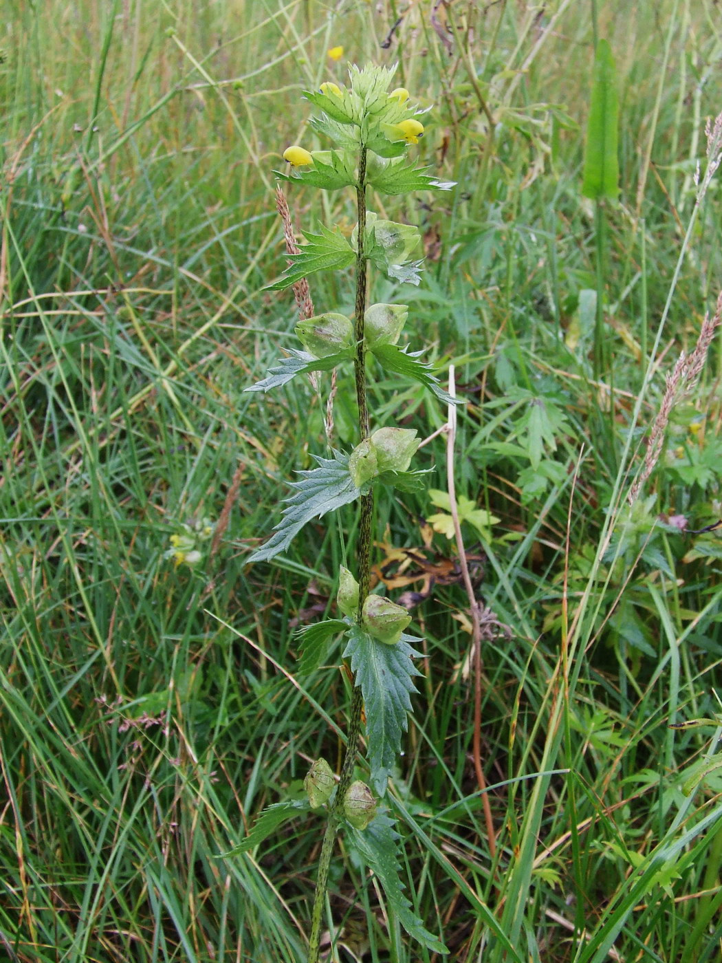 Изображение особи Rhinanthus groenlandicus.