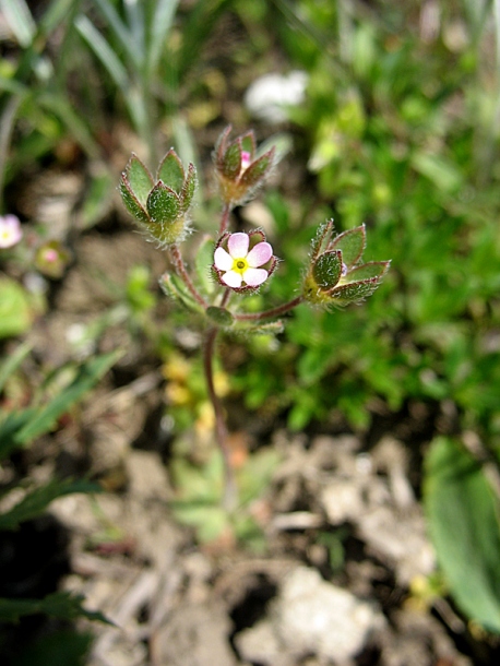 Image of Androsace maxima specimen.