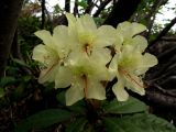 Rhododendron aureum. Соцветие. Красноярский кр., Ермаковский р-н, парк \"Ергаки\", берег Циркового оз. 10.06.2009.
