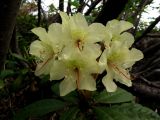 Rhododendron aureum