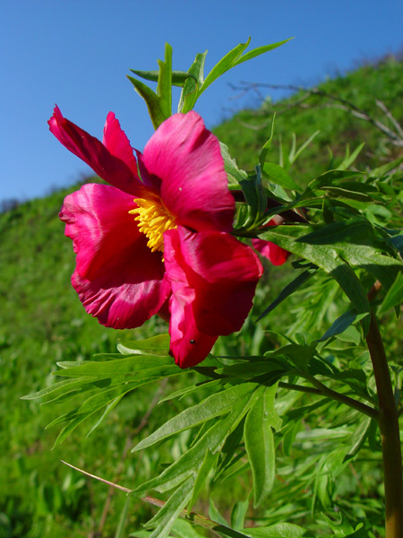 Image of Paeonia intermedia specimen.