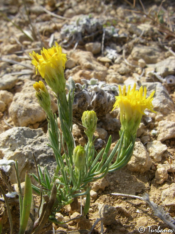Image of Galatella linosyris specimen.