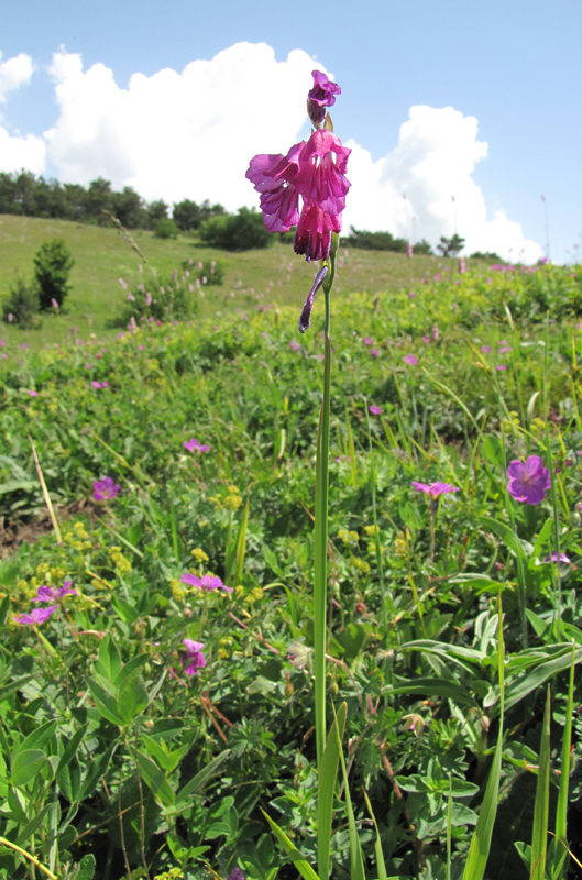Image of Gladiolus imbricatus specimen.