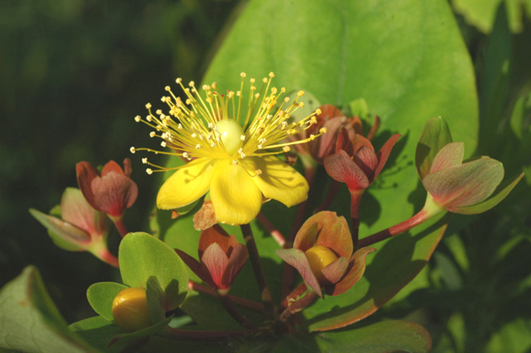 Изображение особи Hypericum androsaemum.