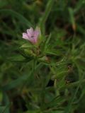 Geranium dissectum