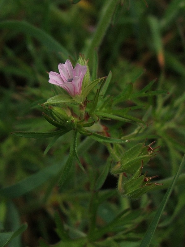 Изображение особи Geranium dissectum.