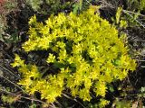 Sedum acre