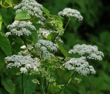 Aegopodium podagraria. Соцветия. Московская обл., Раменский р-н, окр. дер. Хрипань, садовый участок. 16.06.2015.