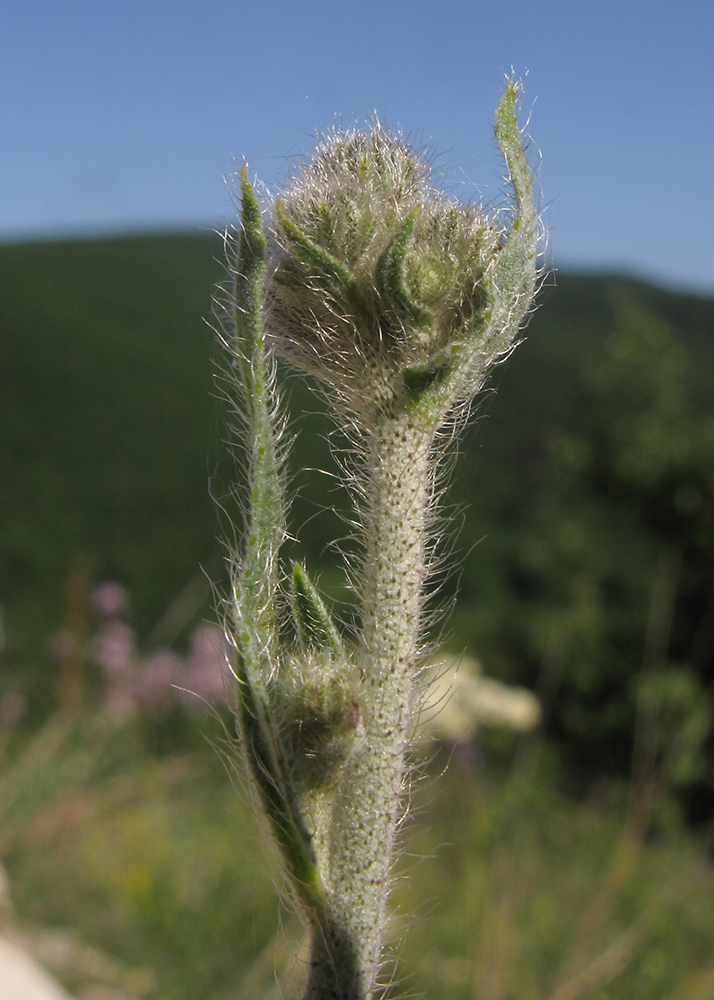 Image of Pilosella × auriculoides specimen.