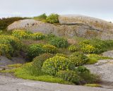 Rhodiola rosea