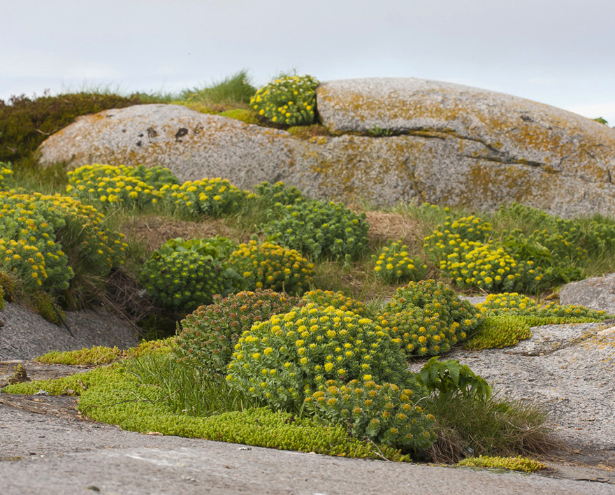 Изображение особи Rhodiola rosea.