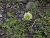 Trifolium canescens. Приэльбрусье, ущелье Азау, 2300 м н.у.м. 19.07.2009.