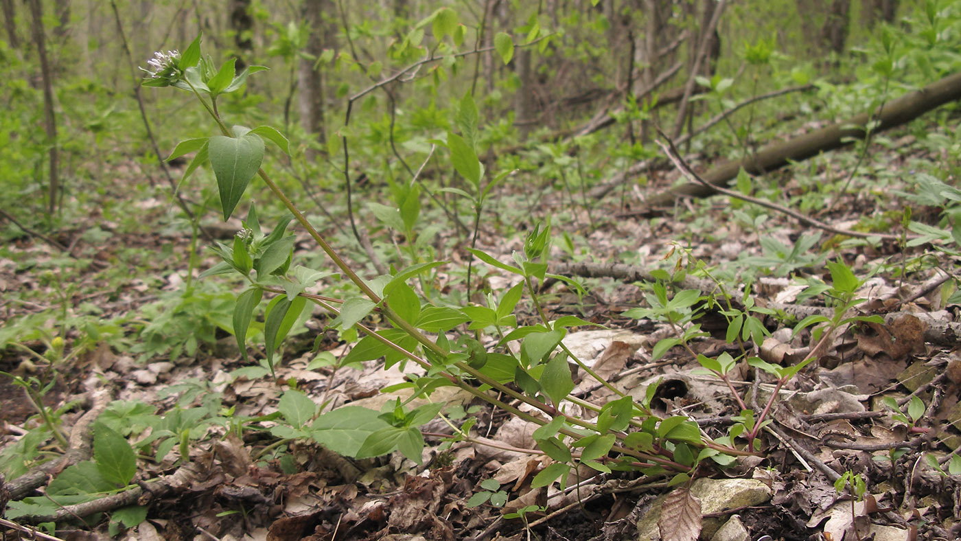 Image of Asperula caucasica specimen.